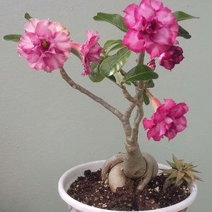 Meet your Posher, Leine